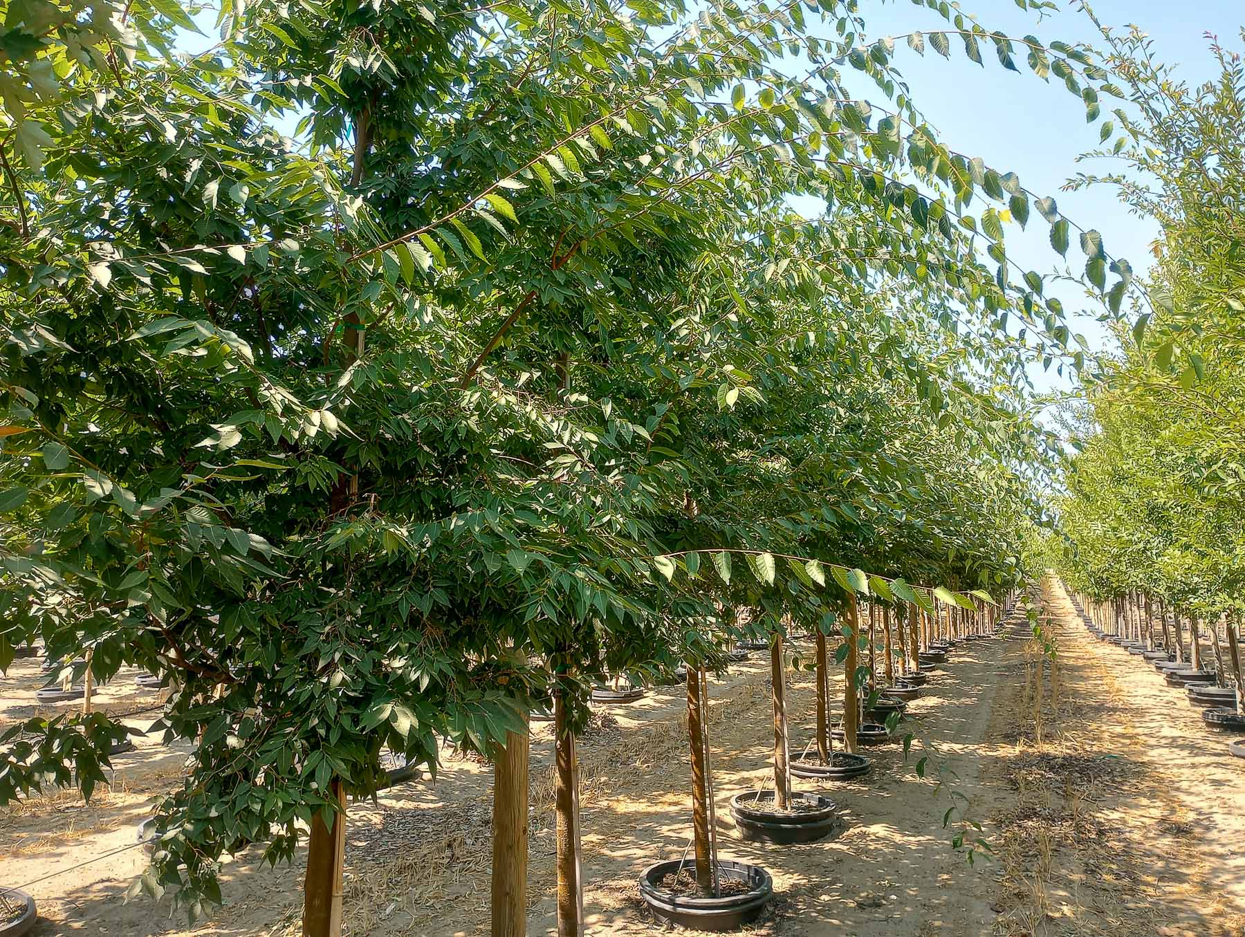 native villageネイティブビレッジShade of a tree 3616_72_Zelkova_s.